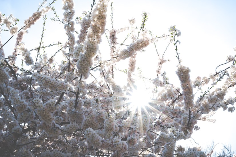 Sunburst through White Cherry Flowers in Central Park