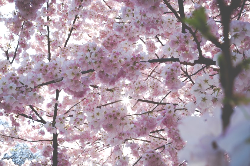Pink Cherry Flowers in Central Park, Manhattan