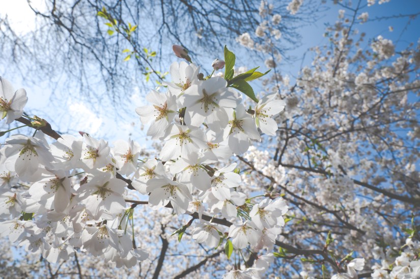 Closeup of white cherry flowers in Central Park NYC