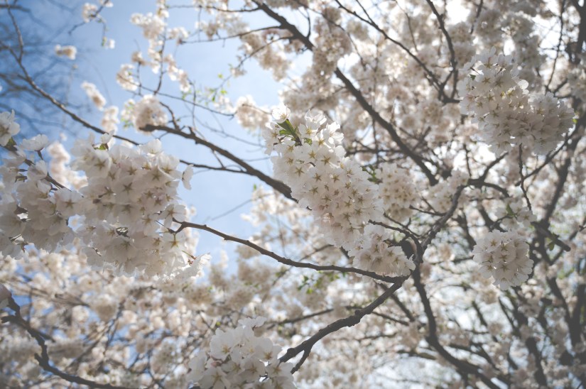 White Cherry Blossoms in Central Park, NYC